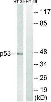 Anti-p53 antibody produced in rabbit