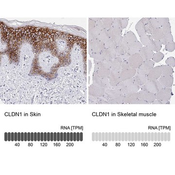 Anti-CLDN1 antibody produced in rabbit