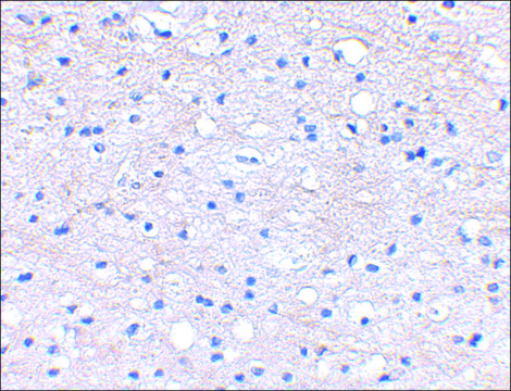 Anti-BRAL1 antibody produced in rabbit
