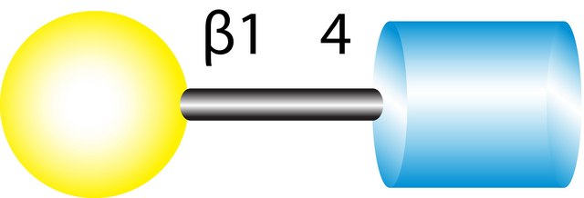 N-Acetyl-?-lactosamine