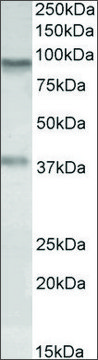 Anti-AOC3 antibody produced in goat
