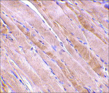 Anti-Emerin antibody produced in rabbit