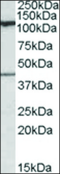 Anti-COG1 antibody produced in goat