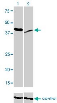 Monoclonal Anti-RAD23A antibody produced in