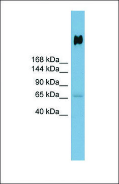 Anti-DMBT1 antibody produced in rabbit
