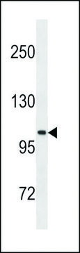 ANTI-LGR5/GPR49 antibody produced in mouse