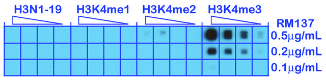 Anti-Trimethyl-Histone H3 (Lys4) antibody, Rabbit