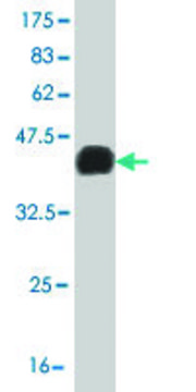 Monoclonal Anti-LHX4 antibody produced in