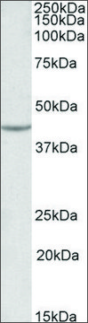 Anti-VEGFA antibody produced in goat