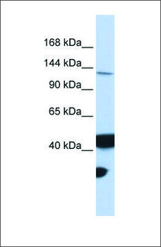 Anti-MLH3 antibody produced in rabbit