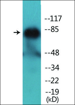 Anti-phospho-PECAM-1 (pTyr?¹³) antibody produced in