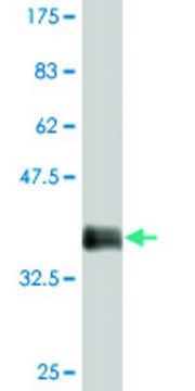 Monoclonal Anti-FRMD3 antibody produced in