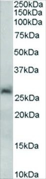 Anti-SIRT3 antibody produced in goat