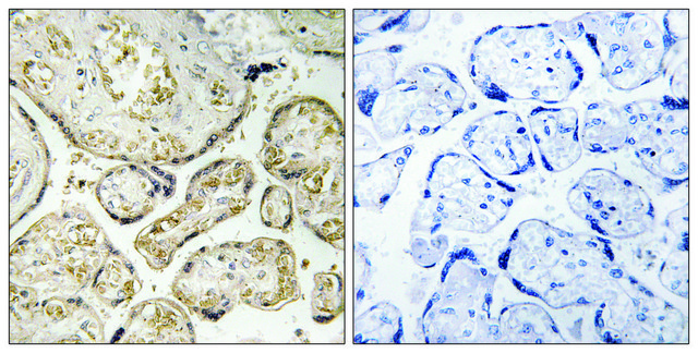 Anti-APOBEC3D antibody produced in rabbit