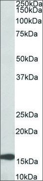 Anti-RPL23 (C-terminal) antibody produced in