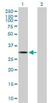 Anti-MTFMT antibody produced in mouse