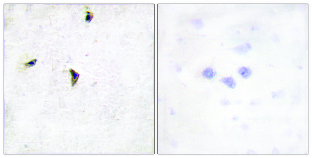 Anti-KV2.1 antibody produced in rabbit
