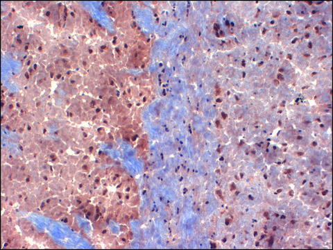 Monoclonal Anti-KCNA1 antibody produced in
