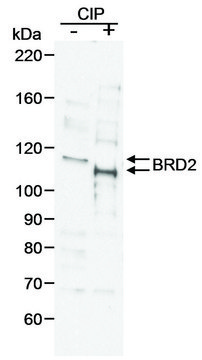 Goat anti-BRD2 Antibody, Affinity Purified