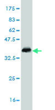 ANTI-DLX1 antibody produced in mouse