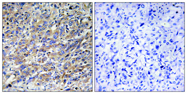 Anti-COX17 antibody produced in rabbit