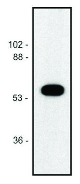 Monoclonal Anti-alphaTubulin antibody produced in