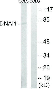 Anti-DNAI1 antibody produced in rabbit