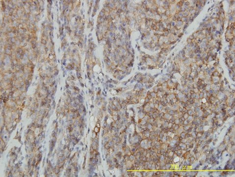 Monoclonal Anti-RHOA antibody produced in