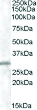 Anti-CHMP5 antibody produced in goat