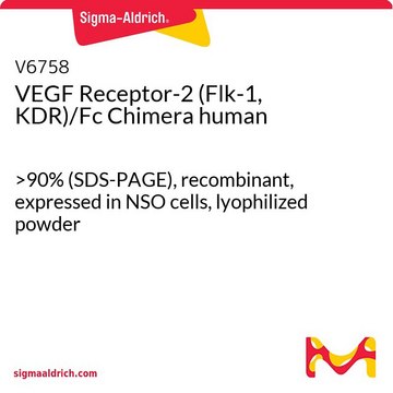 VEGF Receptor-2 (Flk-1, KDR)/Fc Chimera