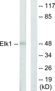 Anti-ELK1 antibody produced in rabbit