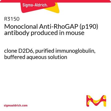 Monoclonal Anti-RhoGAP (p190) antibody produced