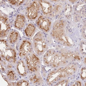 Anti-SLC35F2 antibody produced in rabbit