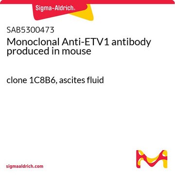 Monoclonal Anti-ETV1 antibody produced in