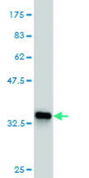 ANTI-TEK antibody produced in mouse