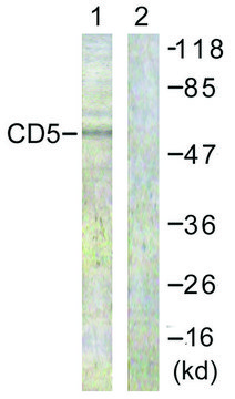 Anti-CD5 antibody produced in rabbit