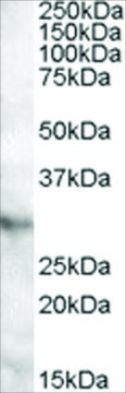 Anti-APOA1BP antibody produced in goat
