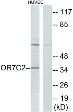 Anti-OR7C2 antibody produced in rabbit