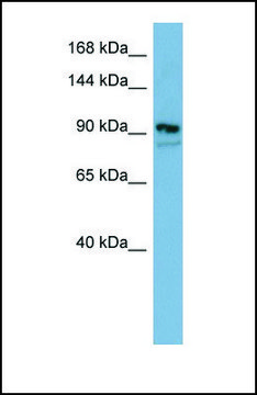 Anti-FAM62B antibody produced in rabbit