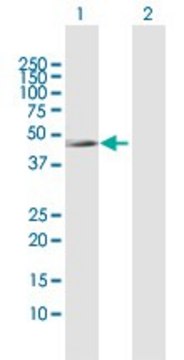 Anti-IL10RB antibody produced in rabbit