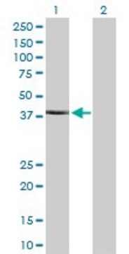 Anti-TRIM63 antibody produced in rabbit