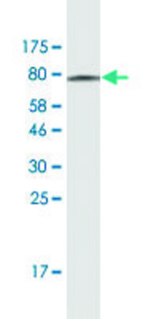 Monoclonal Anti-CAMKK1 antibody produced in