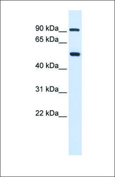 Anti-LOXL1 antibody produced in rabbit