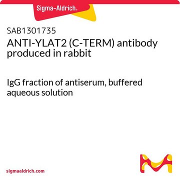 ANTI-YLAT2 (C-TERM) antibody produced in