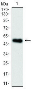 Monoclonal Anti-BPIFA2 antibody produced in