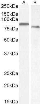 Anti-TGM2 antibody produced in goat
