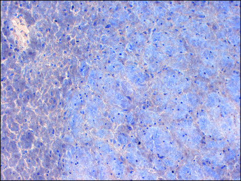 Monoclonal Anti-SCN2A1 antibody produced in