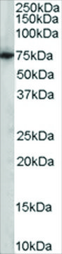 Anti-PCK2/PEPCK-M antibody produced in goat