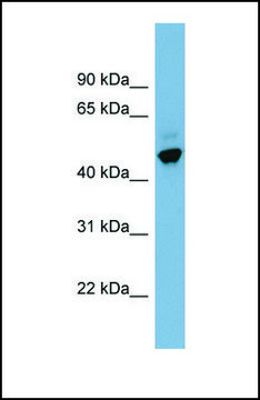 Anti-ONECUT2 antibody produced in rabbit