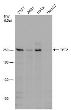 Monoclonal Anti-TET2 antibody produced in